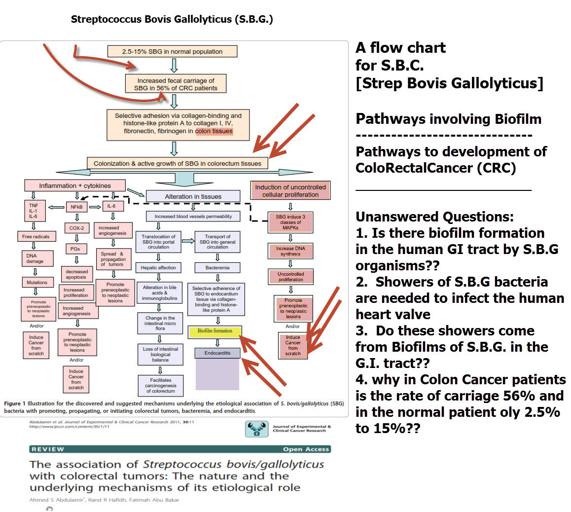diagram-flow-chart-strep-bovis-gallolyticus-and-human-disease-annotated-and-referenced